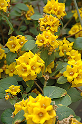 Golden Globes Loosestrife (Lysimachia procumbens 'Golden Globes') at Creekside Home & Garden