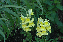 Liberty Classic Yellow Snapdragon (Antirrhinum majus 'Liberty Classic Yellow') at Creekside Home & Garden