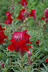 Liberty Classic Crimson Snapdragon (Antirrhinum majus 'Liberty Classic Crimson') at Creekside Home & Garden