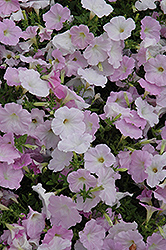 Wave Misty Lilac Petunia (Petunia 'Wave Misty Lilac') at Creekside Home & Garden