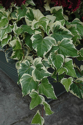 Gloire de Marengo Ivy (Hedera algeriensis 'Gloire de Marengo') at Creekside Home & Garden
