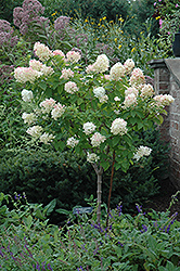 Limelight Hydrangea (tree form) (Hydrangea paniculata 'Limelight (tree form)') at Creekside Home & Garden