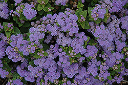 Aloha Blue Flossflower (Ageratum 'Aloha Blue') at Creekside Home & Garden