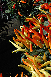 Sweet Pepper (Capsicum annuum) at Creekside Home & Garden