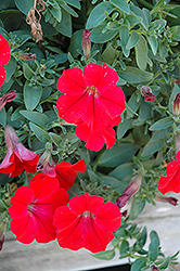 Surfinia Red Petunia (Petunia 'Surfinia Red') at Creekside Home & Garden