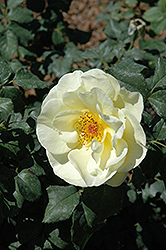 High Voltage Rose (Rosa 'BAIage') at Creekside Home & Garden
