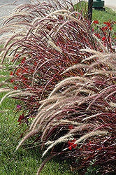 Fireworks Fountain Grass (Pennisetum setaceum 'Fireworks') at Creekside Home & Garden