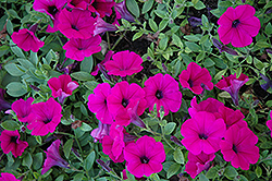 Wave Purple Classic Petunia (Petunia 'Wave Purple Classic') at Creekside Home & Garden