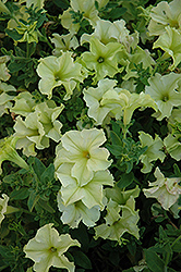 Sophistica Lime Green Petunia (Petunia 'Sophistica Lime Green') at Creekside Home & Garden