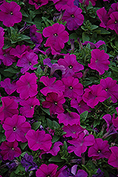 Pretty Flora Purple Petunia (Petunia 'Pretty Flora Purple') at Creekside Home & Garden