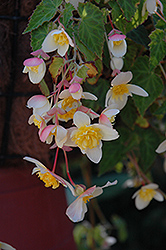 Bon Bon Sherbet Begonia (Begonia boliviensis 'Yabon') at Creekside Home & Garden