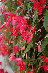 Bon Bon Cherry Begonia (Begonia boliviensis 'Yachbon') at Creekside Home & Garden