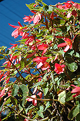Sparkle Rose Begonia (Begonia 'Sparkle Rose') at Creekside Home & Garden
