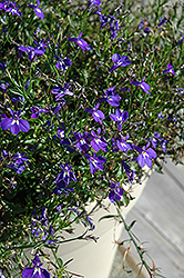 Magadi Blue Lobelia (Lobelia erinus 'Magadi Blue') at Creekside Home & Garden