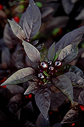 Black Pearl Ornamental Pepper (Capsicum annuum 'Black Pearl') at Creekside Home & Garden