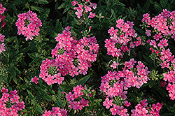 Quartz XP Pink Verbena (Verbena 'Quartz XP Pink') at Creekside Home & Garden