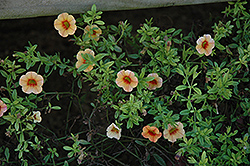 Noa Orange Eye Calibrachoa (Calibrachoa 'Noa Orange Eye') at Creekside Home & Garden