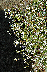 Diwali Shower Euphorbia (Euphorbia 'Diwali Shower') at Creekside Home & Garden