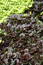 Black Scallop Bugleweed (Ajuga reptans 'Black Scallop') at Creekside Home & Garden