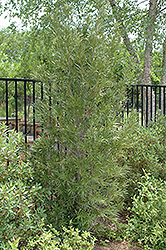 Japanese Yew (Podocarpus macrophyllus) at Creekside Home & Garden