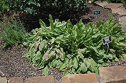 Sorrel (Rumex acetosa) at Creekside Home & Garden