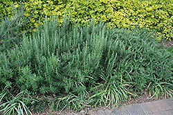 Gorizia Rosemary (Rosmarinus officinalis 'Gorizia') at Creekside Home & Garden