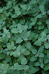 Mussin's Catmint (Nepeta mussinii) at Creekside Home & Garden