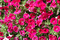 Picobella Rose Petunia (Petunia 'Picobella Rose') at Creekside Home & Garden