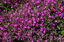 Techno Violet Lobelia (Lobelia erinus 'Techno Violet') at Creekside Home & Garden