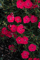 Ideal Select Rose Pinks (Dianthus 'Ideal Select Rose') at Creekside Home & Garden