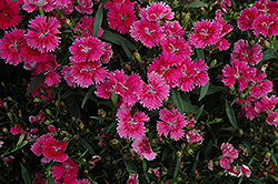 Ideal Select Raspberry Pinks (Dianthus 'Ideal Select Raspberry') at Creekside Home & Garden