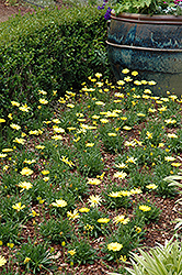 Voltage Yellow African Daisy (Osteospermum 'Voltage Yellow') at Creekside Home & Garden