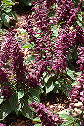 Sizzler Purple Sage (Salvia splendens 'Sizzler Purple') at Creekside Home & Garden