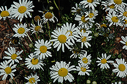 White Breeze Shasta Daisy (Leucanthemum x superbum 'White Breeze') at Creekside Home & Garden