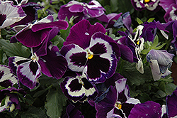 Delta Violet With Face Pansy (Viola x wittrockiana 'Delta Violet With Face') at Creekside Home & Garden