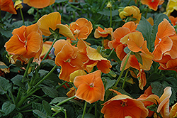 Delta Pure Deep Orange Pansy (Viola x wittrockiana 'Delta Pure Deep Orange') at Creekside Home & Garden