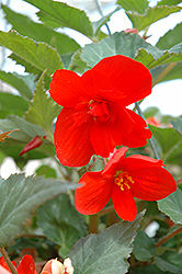 Illumination Orange Begonia (Begonia 'Illumination Orange') at Creekside Home & Garden