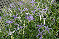 Beth's Blue Laurentia (Isotoma axillaris 'Beth's Blue') at Creekside Home & Garden