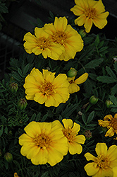 Disco Yellow Marigold (Tagetes patula 'Disco Yellow') at Creekside Home & Garden