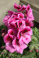 Aristo Lilac Geranium (Pelargonium 'Aristo Lilac') at Creekside Home & Garden