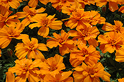 Safari Tangerine Marigold (Tagetes patula 'Safari Tangerine') at Creekside Home & Garden