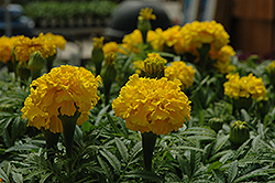 Safari Yellow Marigold (Tagetes patula 'Safari Yellow') at Creekside Home & Garden