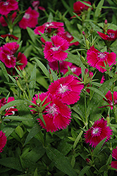 Ideal Select Violet Pinks (Dianthus 'Ideal Select Violet') at Creekside Home & Garden