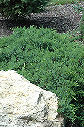 Broadmoor Juniper (Juniperus sabina 'Broadmoor') at Creekside Home & Garden