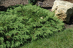 Russian Cypress (Microbiota decussata) at Creekside Home & Garden