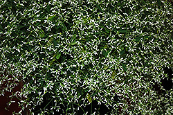 Stardust White Flash Euphorbia (Euphorbia 'Stardust White Flash') at Creekside Home & Garden