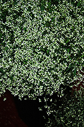 Stardust Super Flash Euphorbia (Euphorbia 'Stardust Super Flash') at Creekside Home & Garden