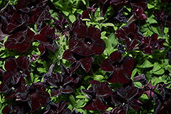 Black Ray Petunia (Petunia 'Black Ray') at Creekside Home & Garden