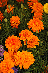 Little Hero Orange Marigold (Tagetes patula 'Little Hero Orange') at Creekside Home & Garden