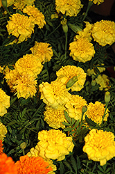 Little Hero Yellow Marigold (Tagetes patula 'Little Hero Yellow') at Creekside Home & Garden